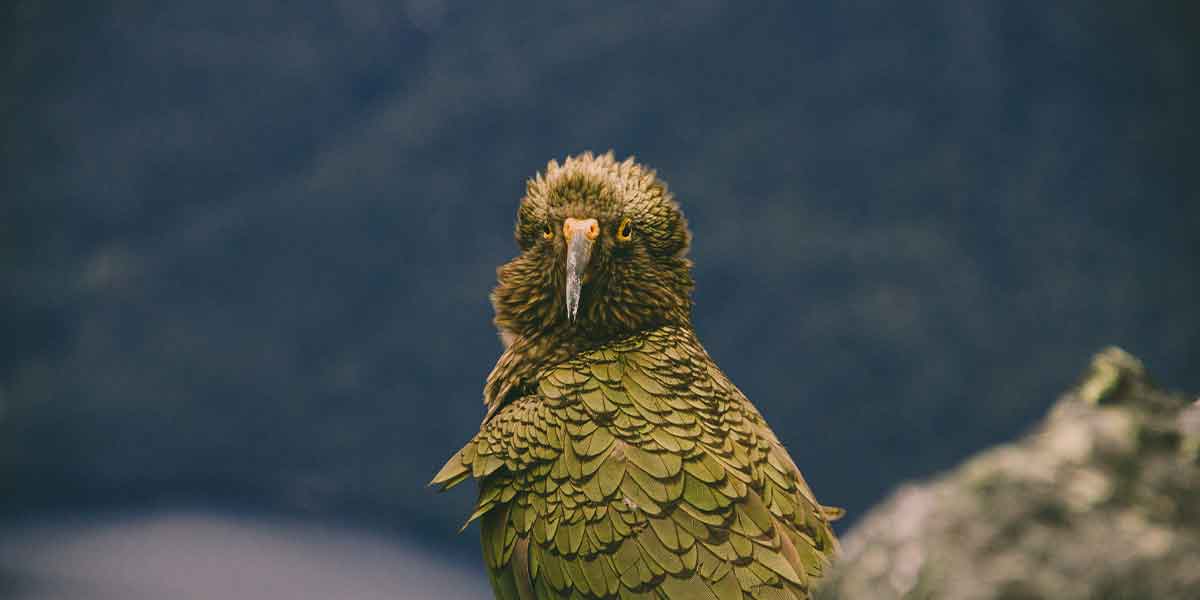 Kea on the Milford track