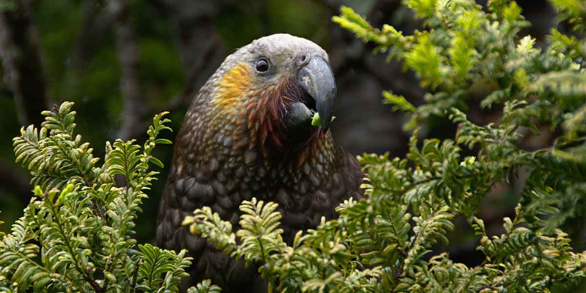 New Zealand Kaka 