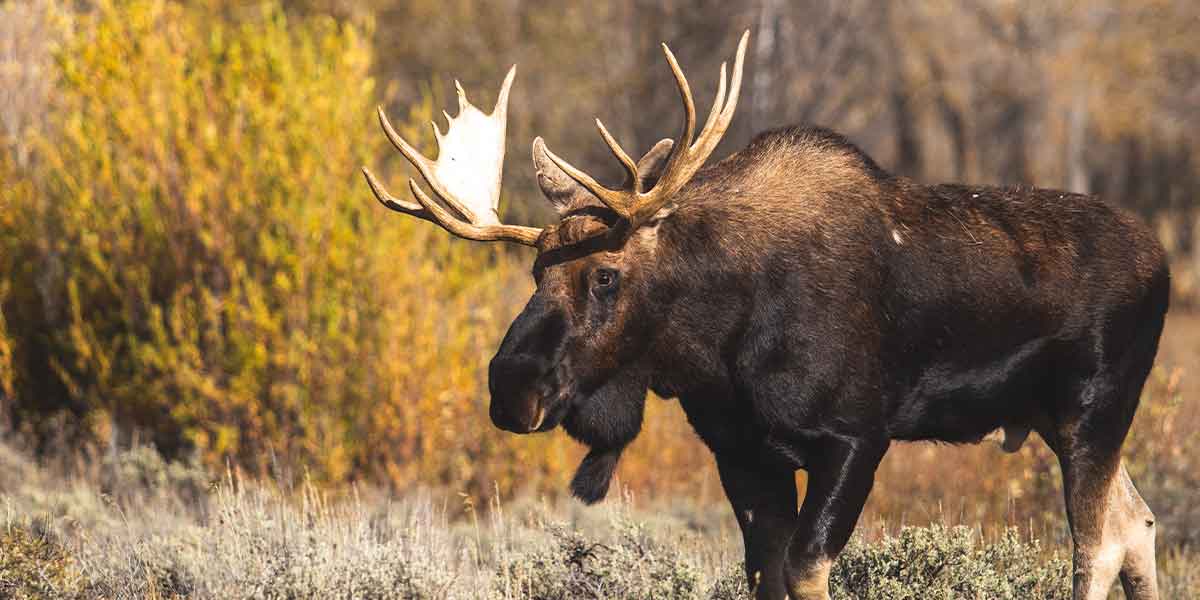 Fiordland Moose Hunt